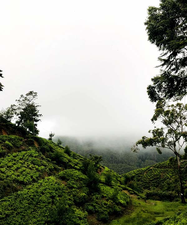 Somerset Tea Experience