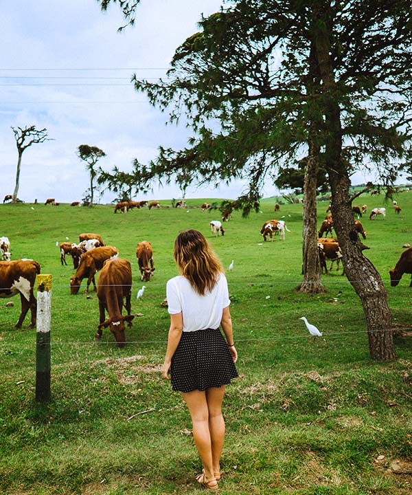 Ambewela Farm
