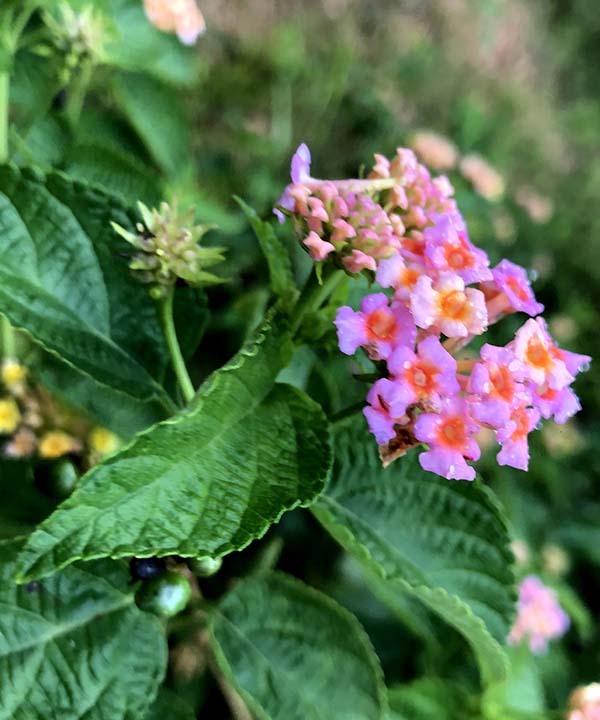 Visit the Hakgala Botanical Gardens