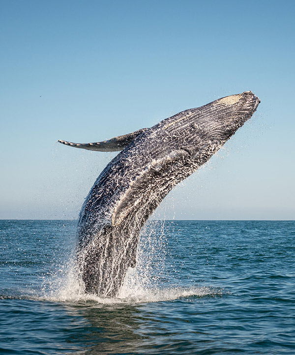 Sail alongside Whales in Mirissa