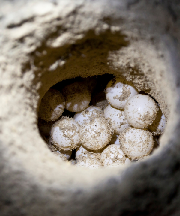 Sea Turtle Hatchery